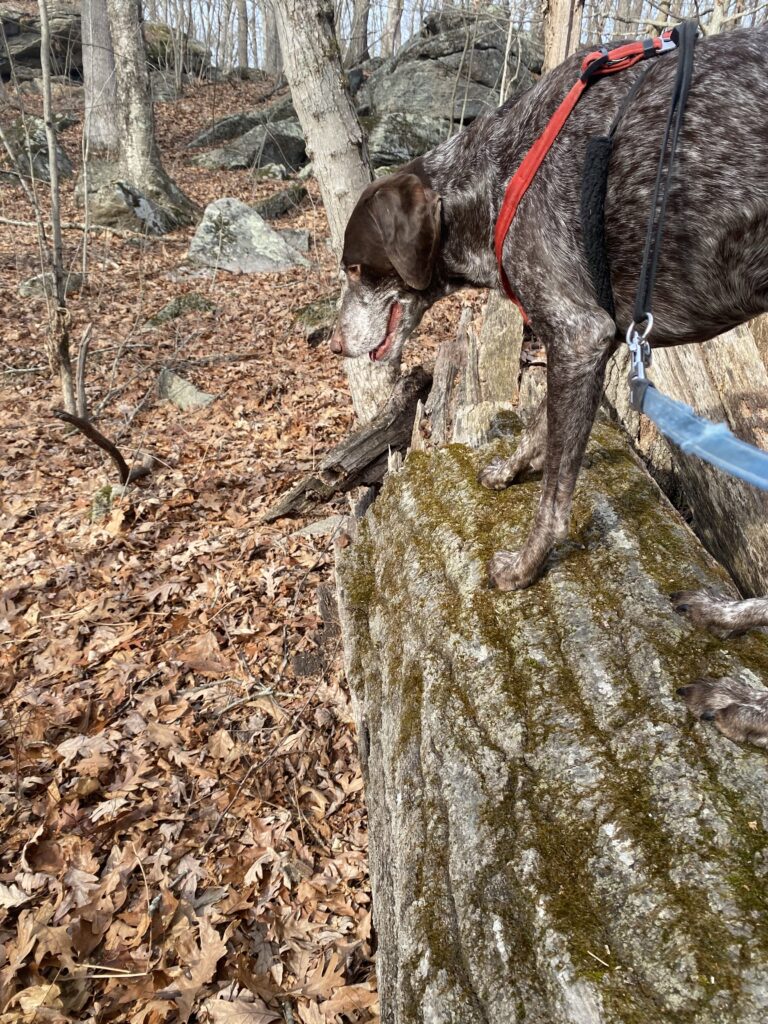 Tree Climbing Tuesday 🪾