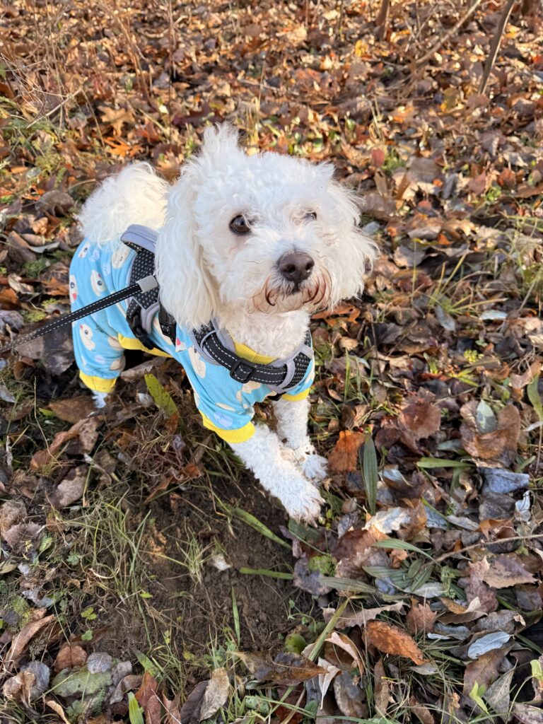 Mr Snowflake