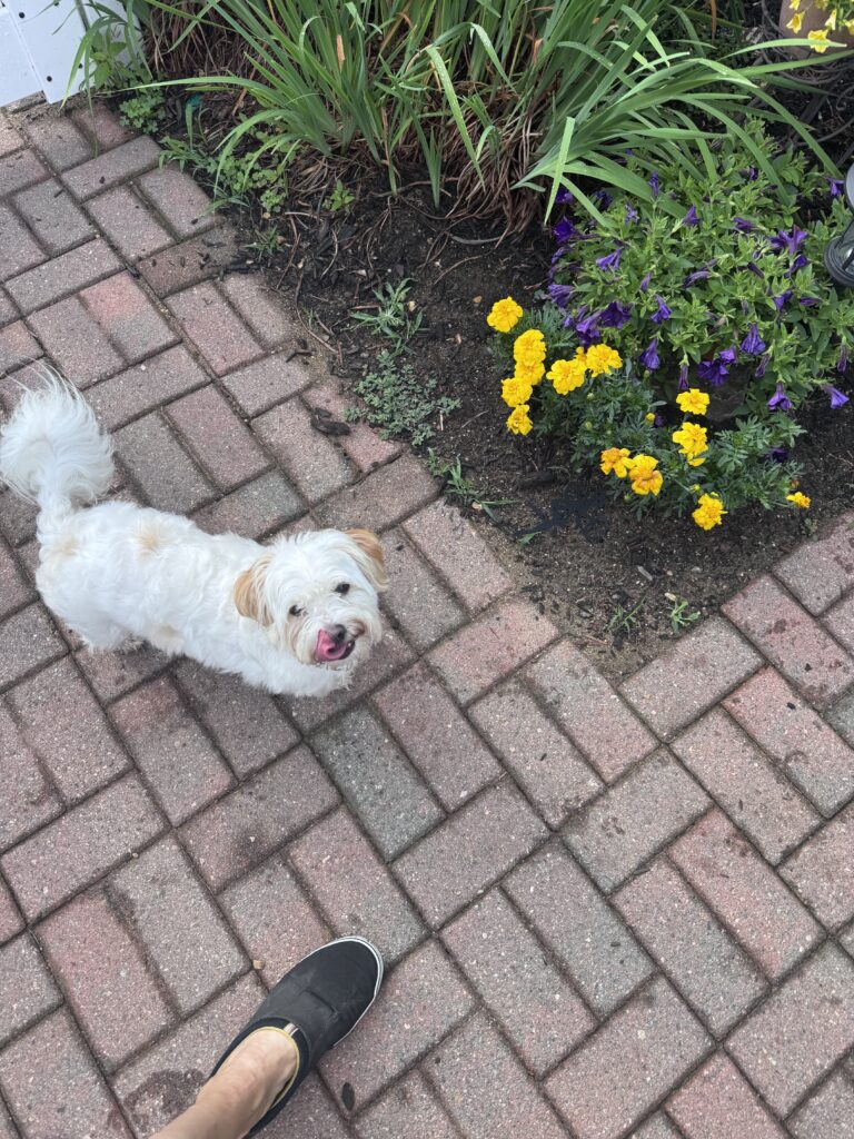 Morning Frolic