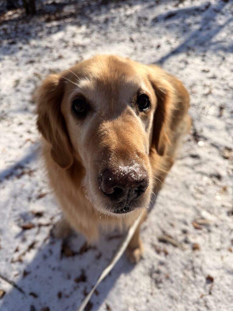 Icicles