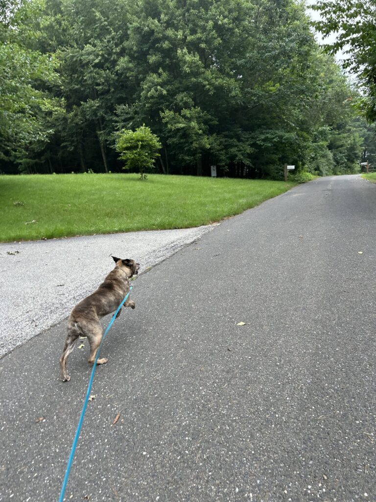 Buster and I got some exercise in this morning!