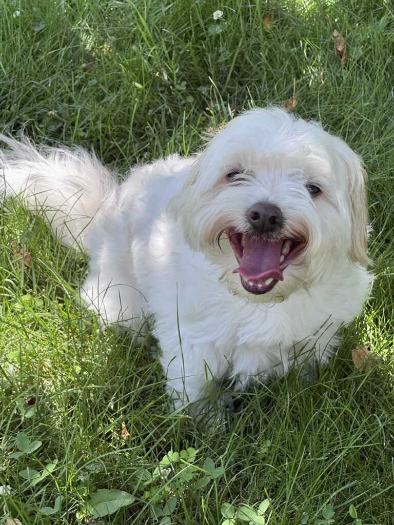 Bellissima! 🐶