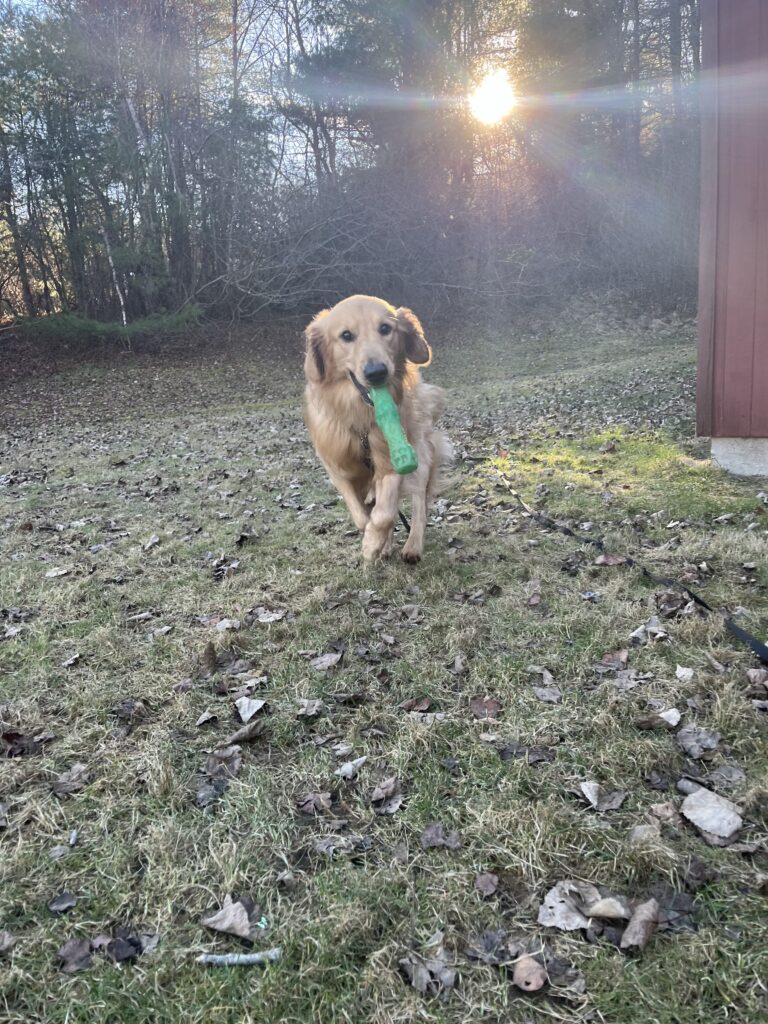 Fetch before the vet !