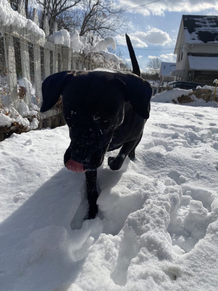 Snow Covered Noses ❄️