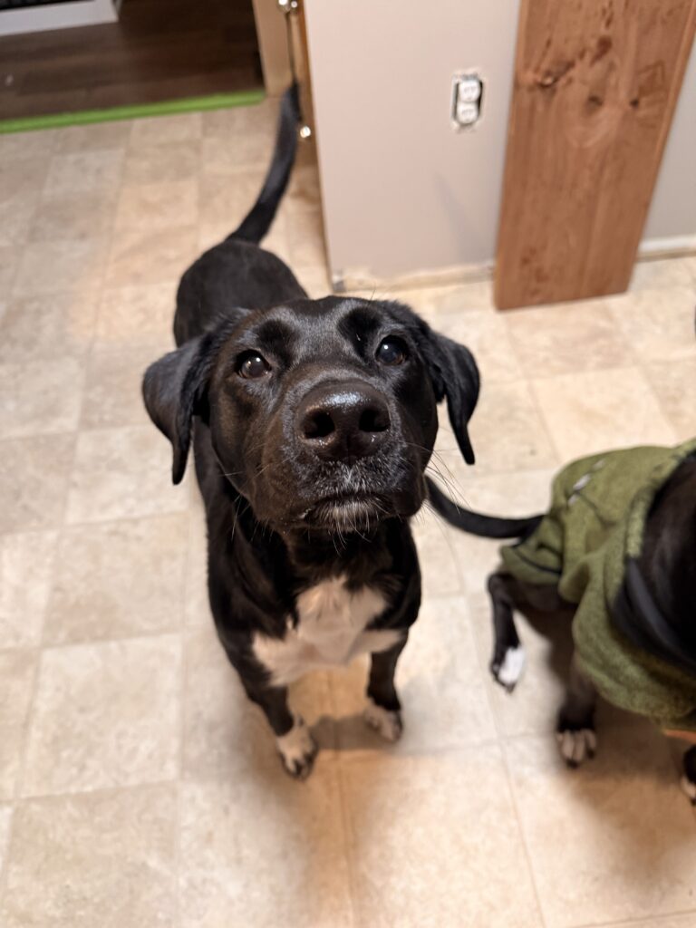 Sweet Faces