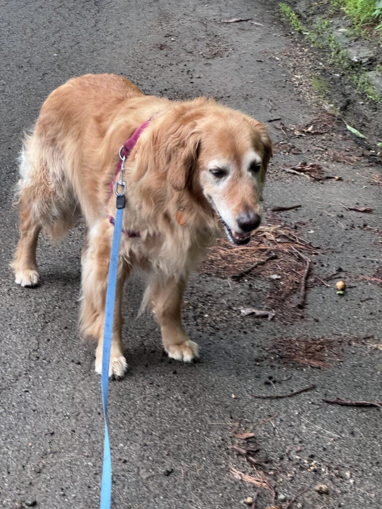 Quiet Walks In The Rain ☔️