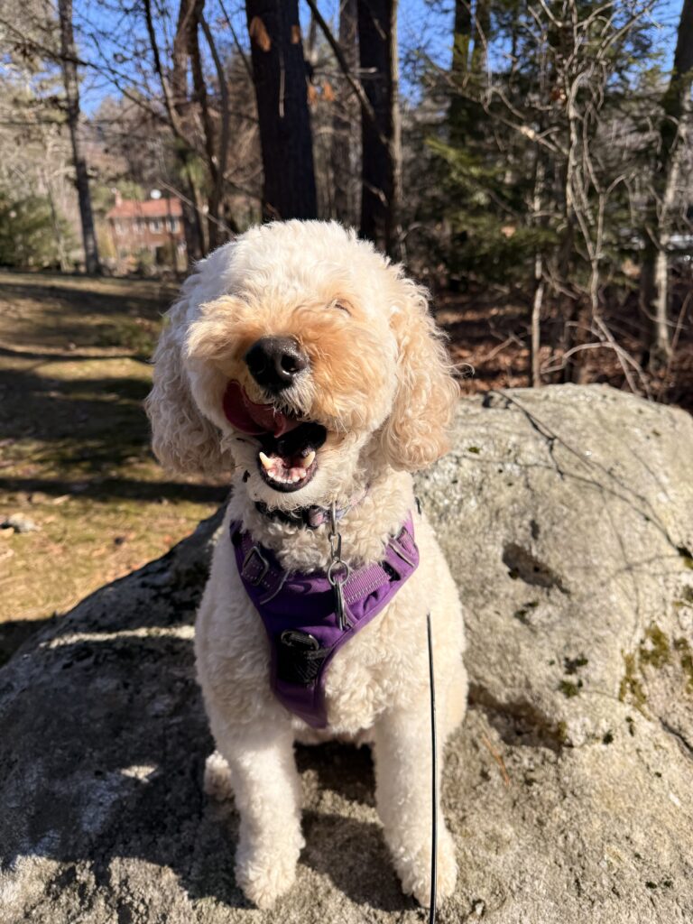 Millie On Her Rock