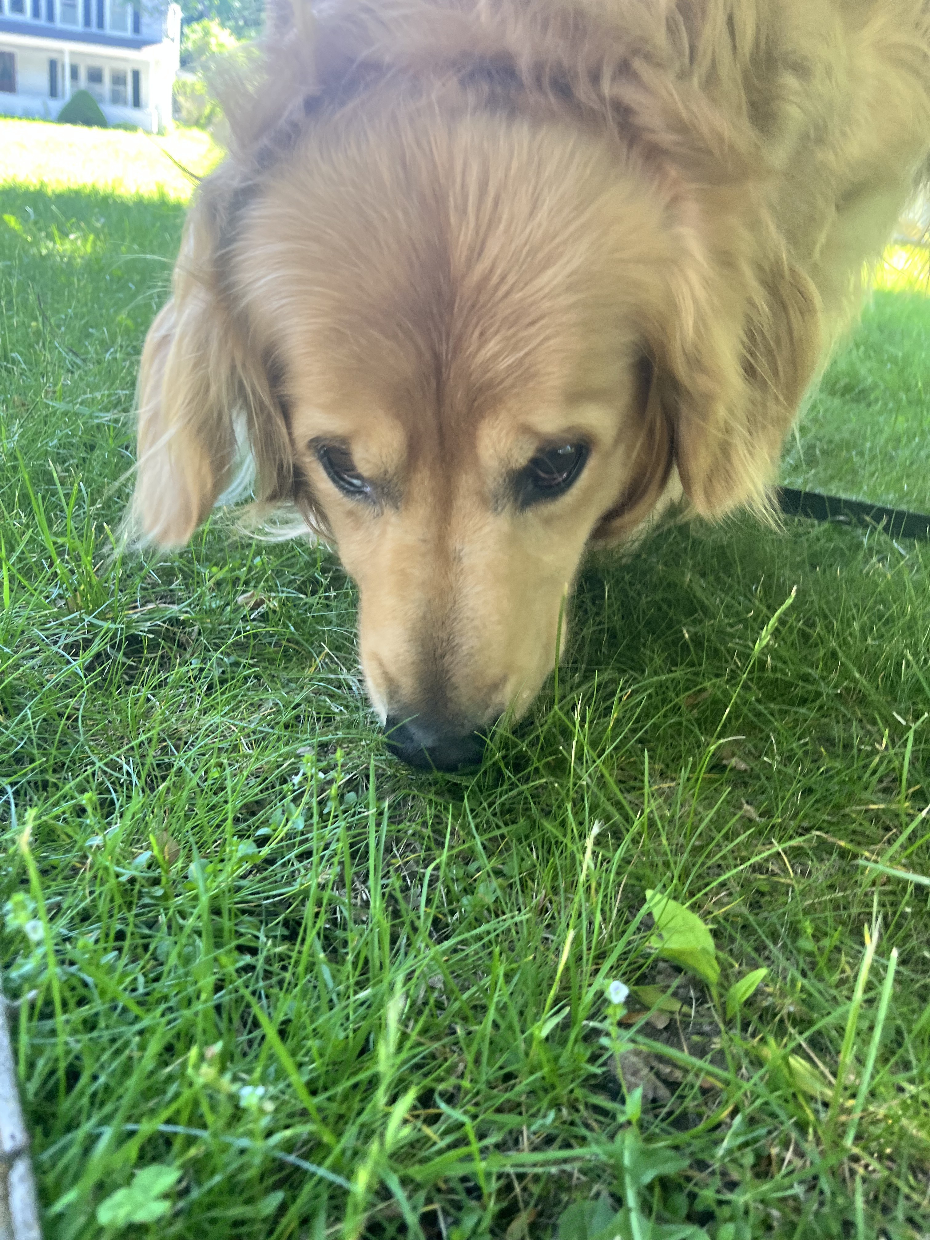 Sniff & Shade