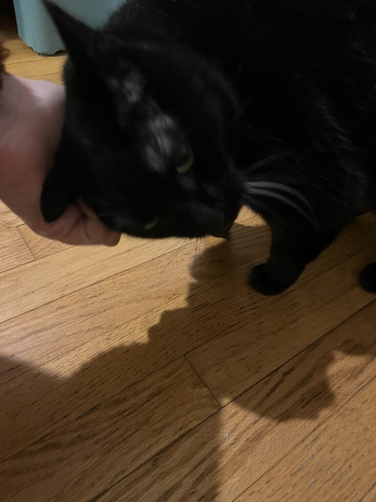 Purrfect evening