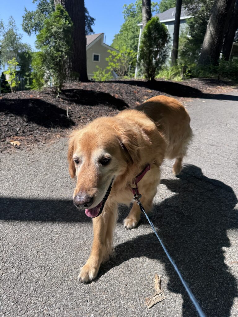 Thursday Stroll 🌞