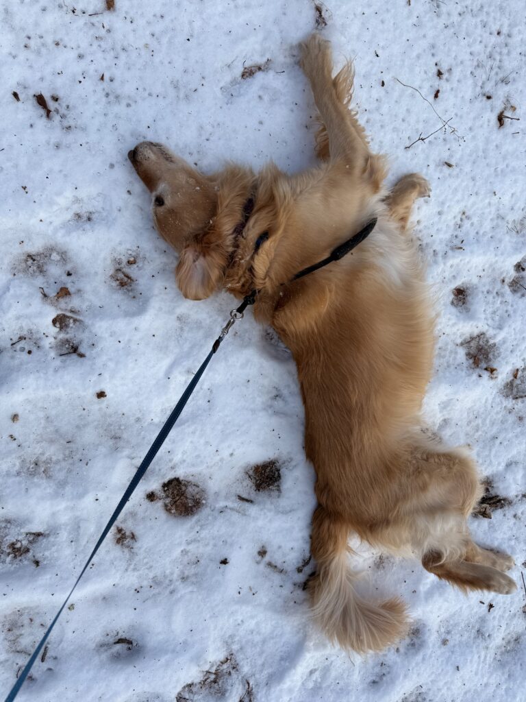 Snow Party