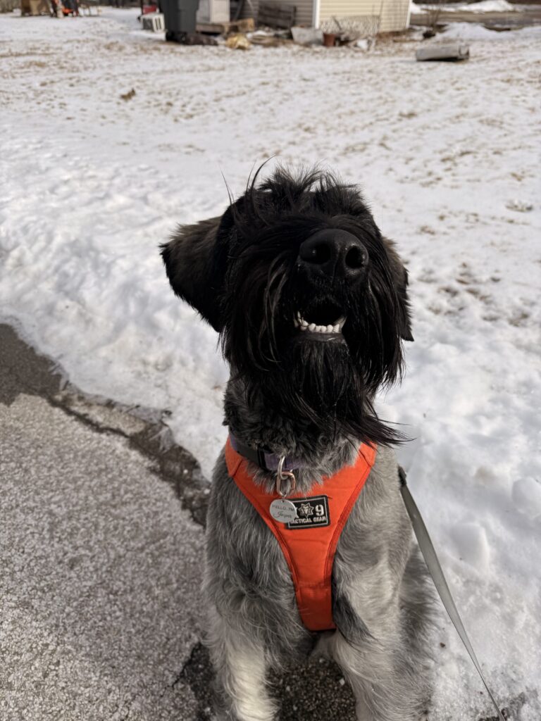 Snow Patrol