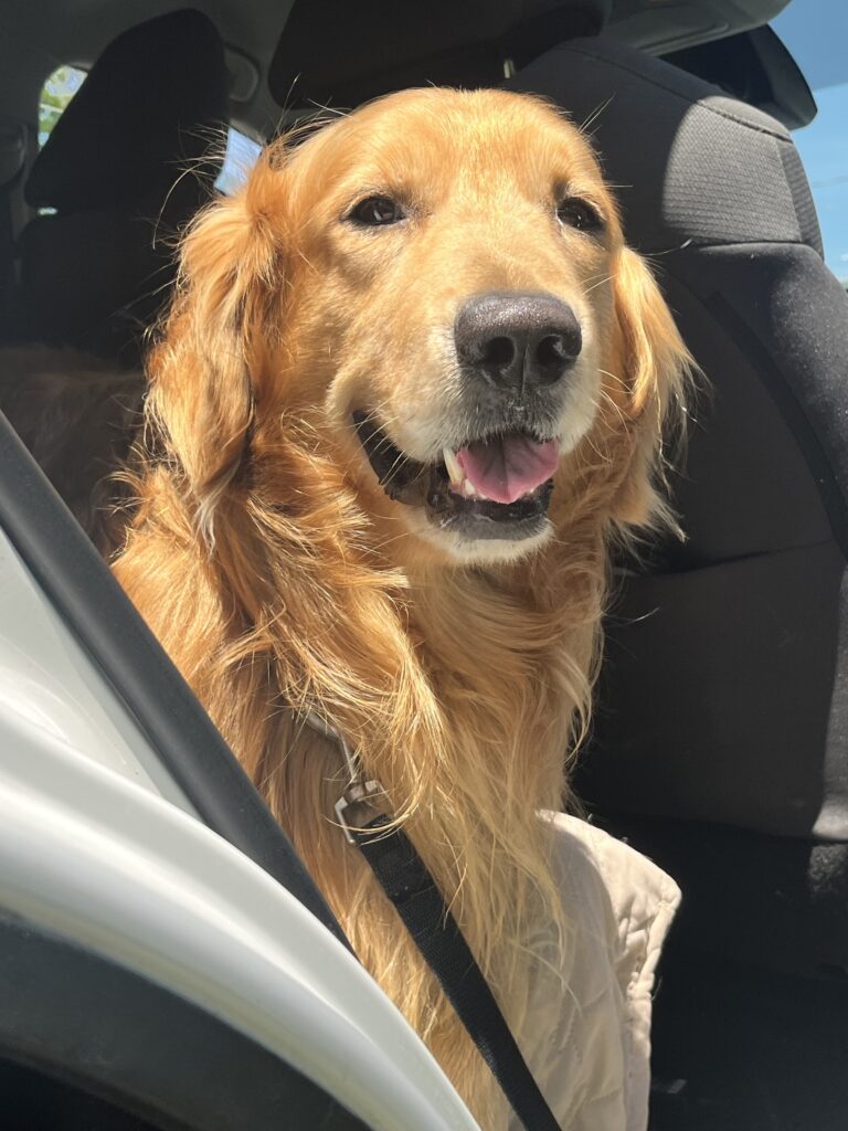 Maxwell On Patrol !