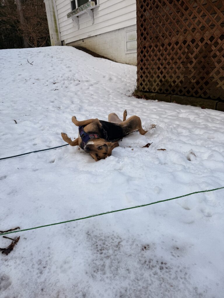 Snow Buddies
