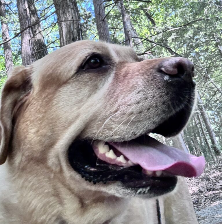 He’s A Trailblazer 🐶