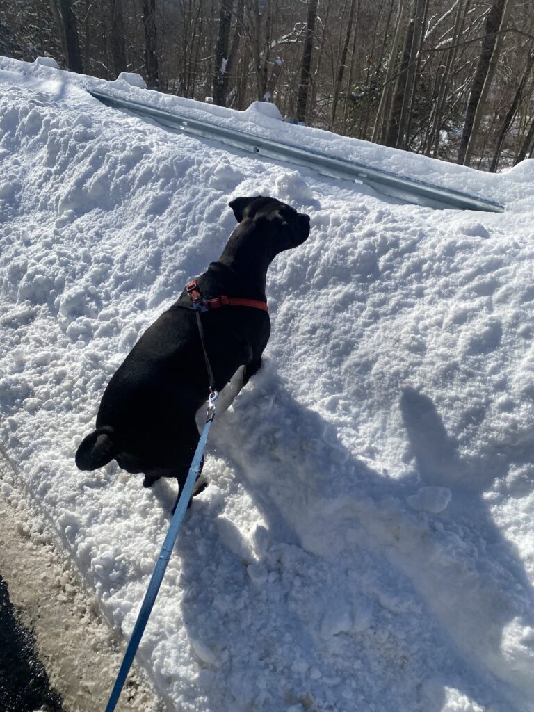 ❄️ Snow Big ❄️