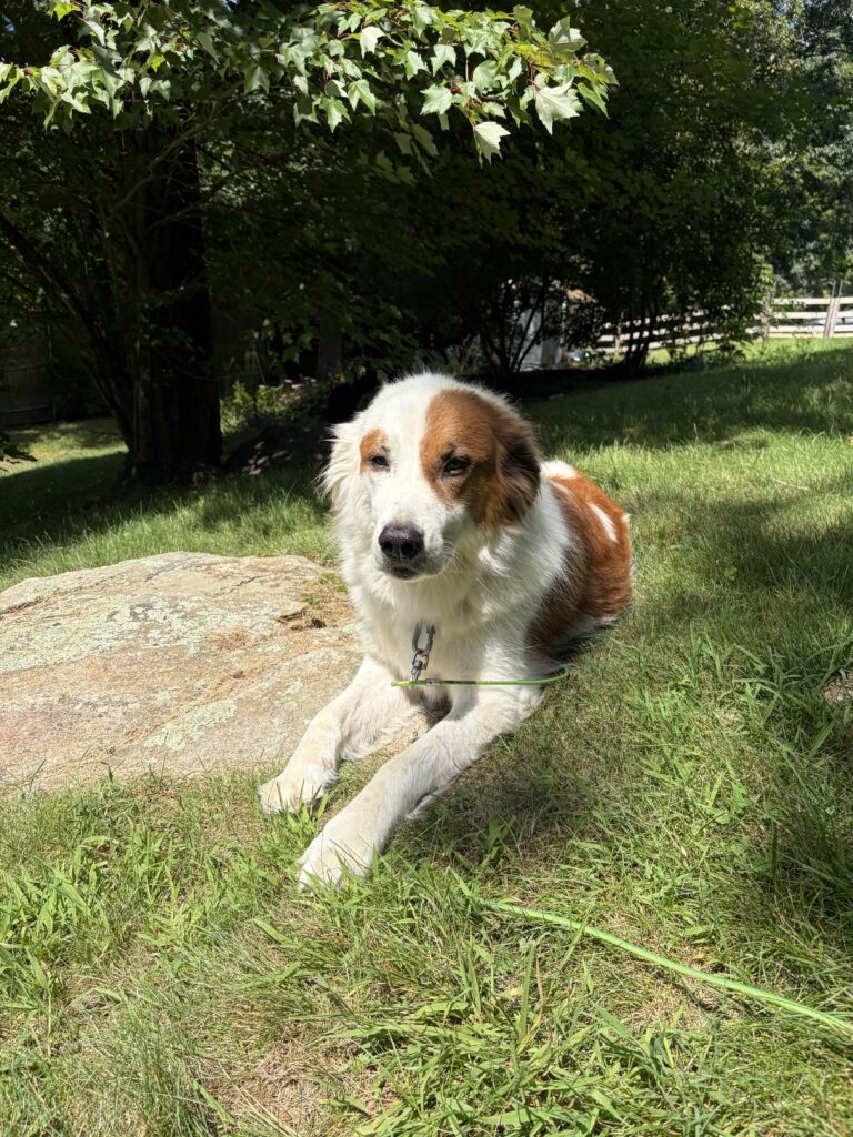Photos From Saturday’s Pet-sitting Visit