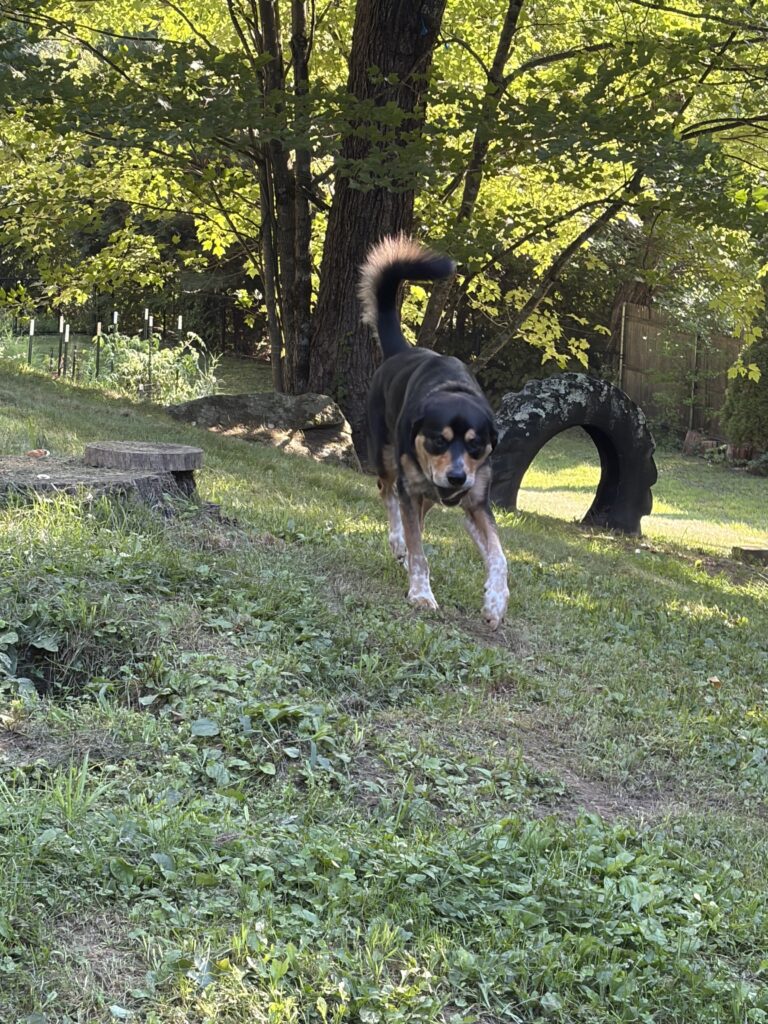 Photos From Thursday’s Pet-sitting Visit