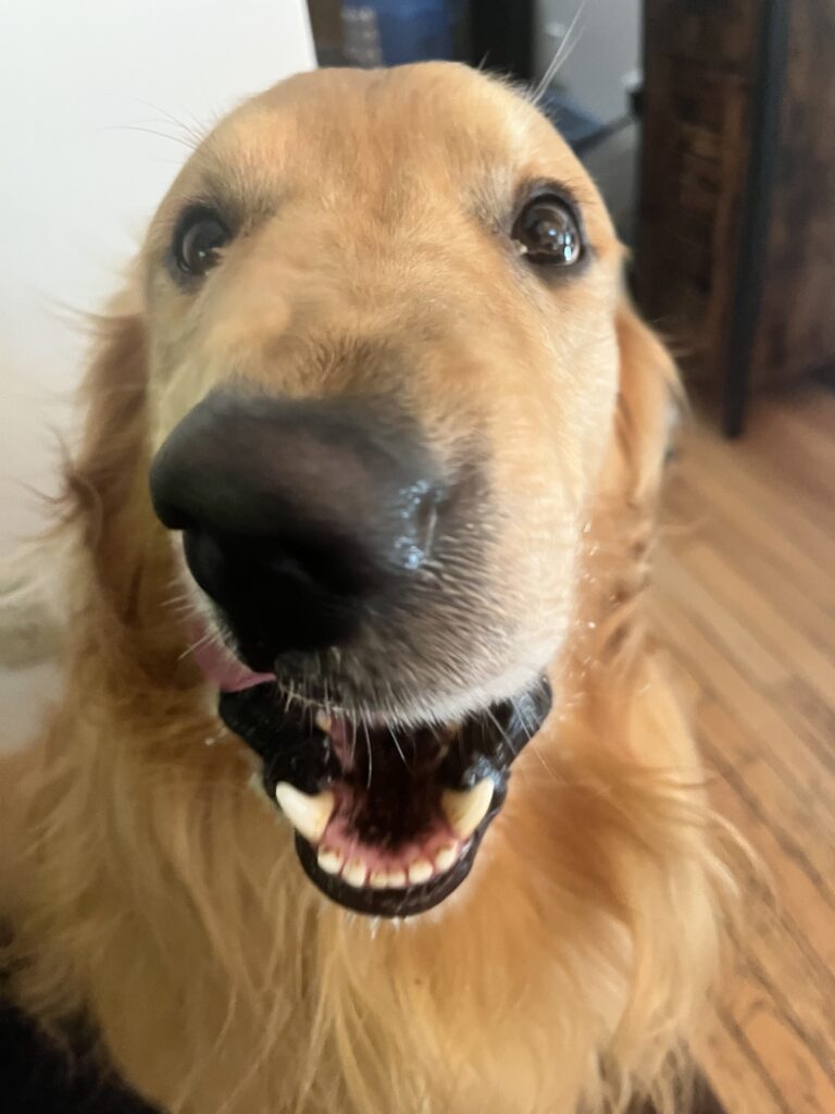 Another Pawfect Morning !