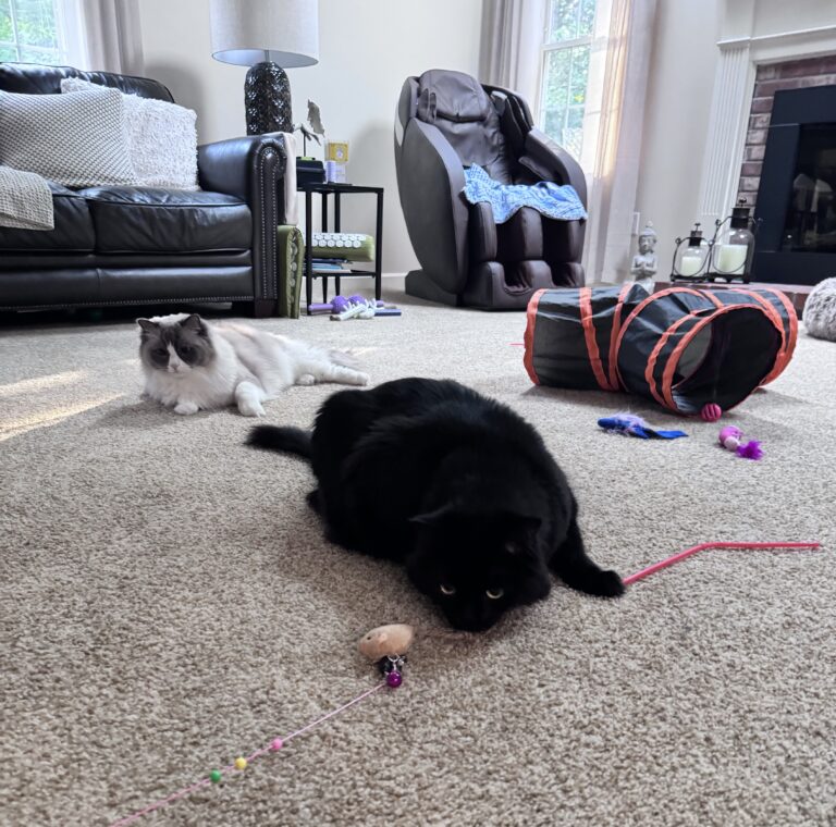 Friday Is Fri-yay! 😻
