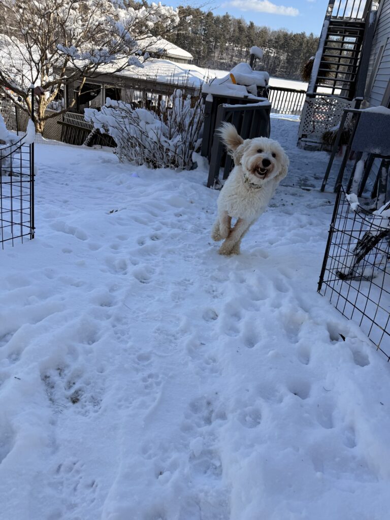 Crazy Paws