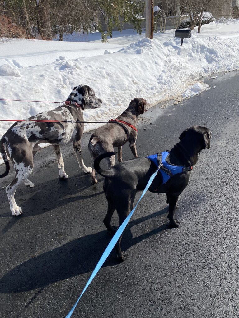 Taking On The Neighborhood 🏡