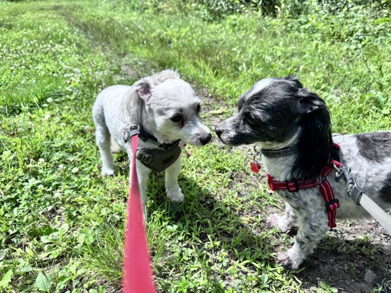 Happy Pups 🐶🐶