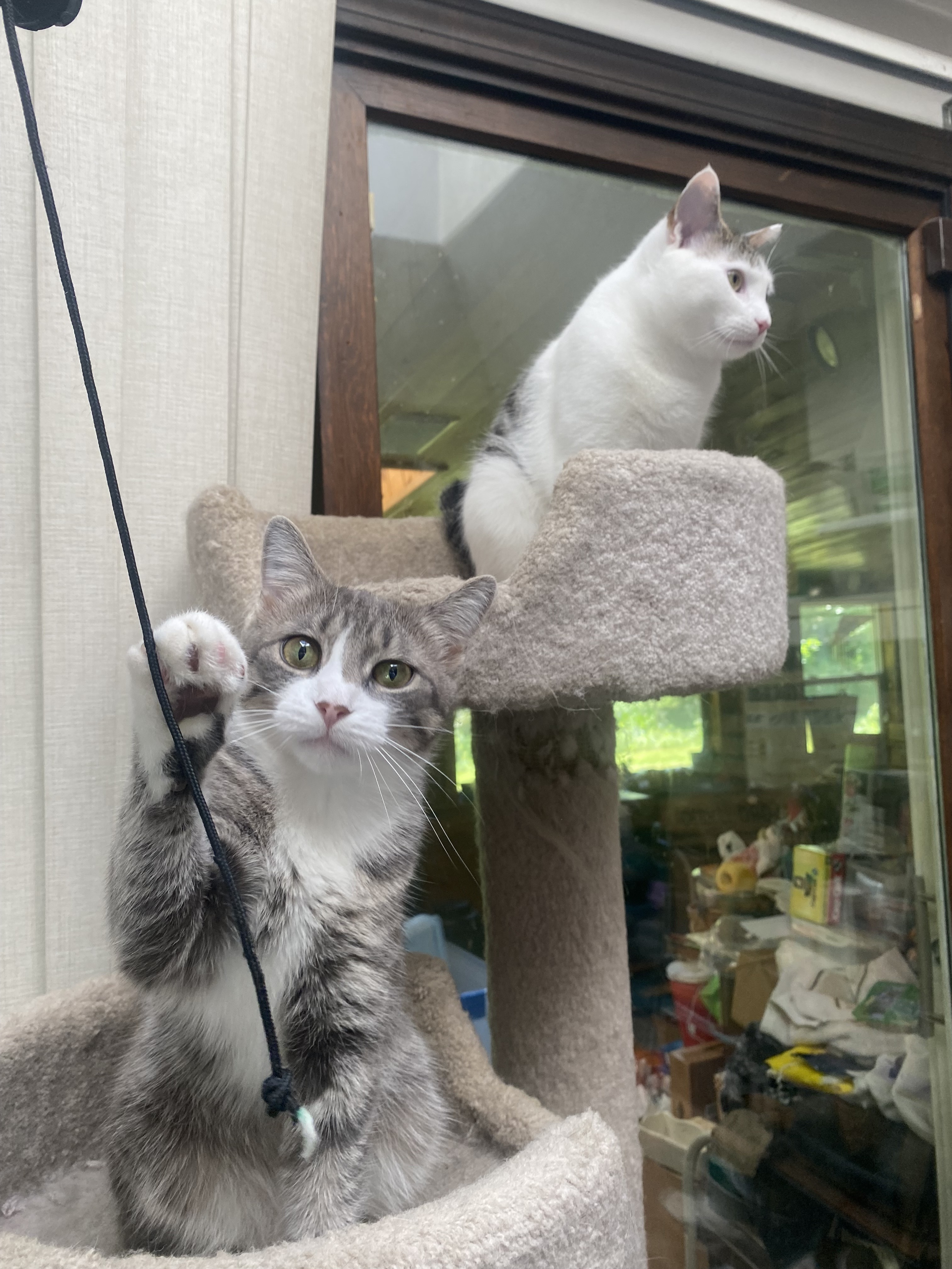My Kitten Friends!!!!