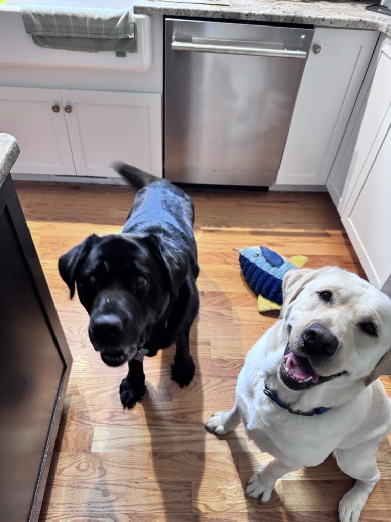 Chow Time! 🐶🐶