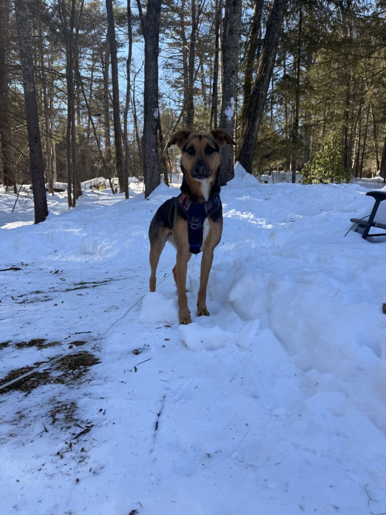 Logs N Dogs