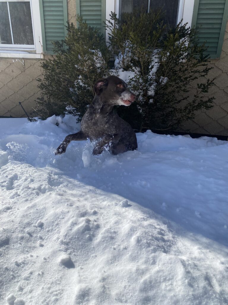 Frosty Paws ❄️