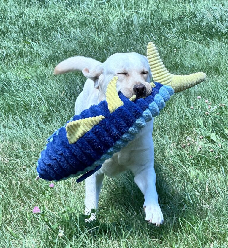 Midday Play Visit 🐶
