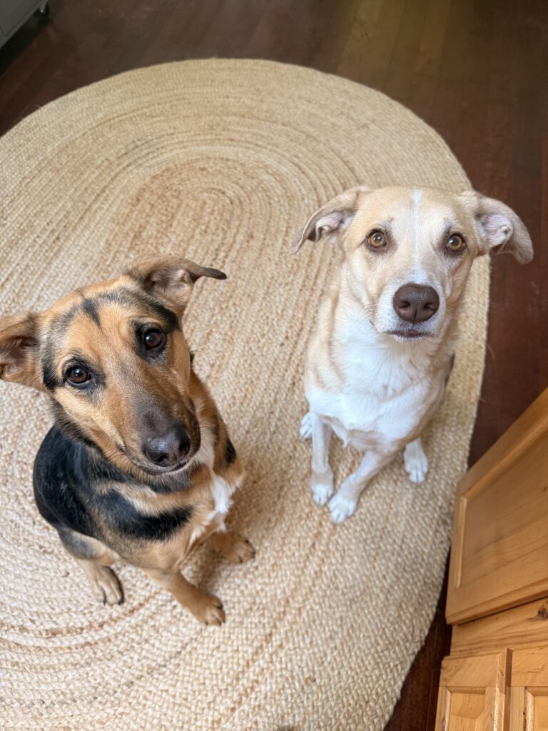 Cutie Patooties