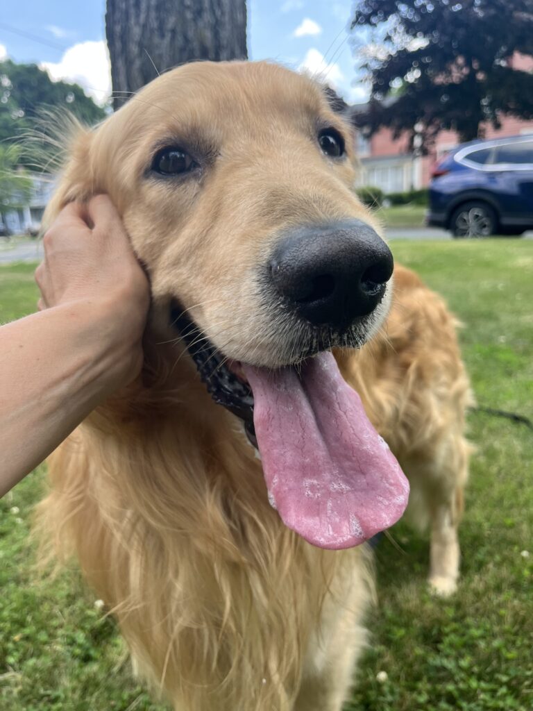 Sniffing In The Shade