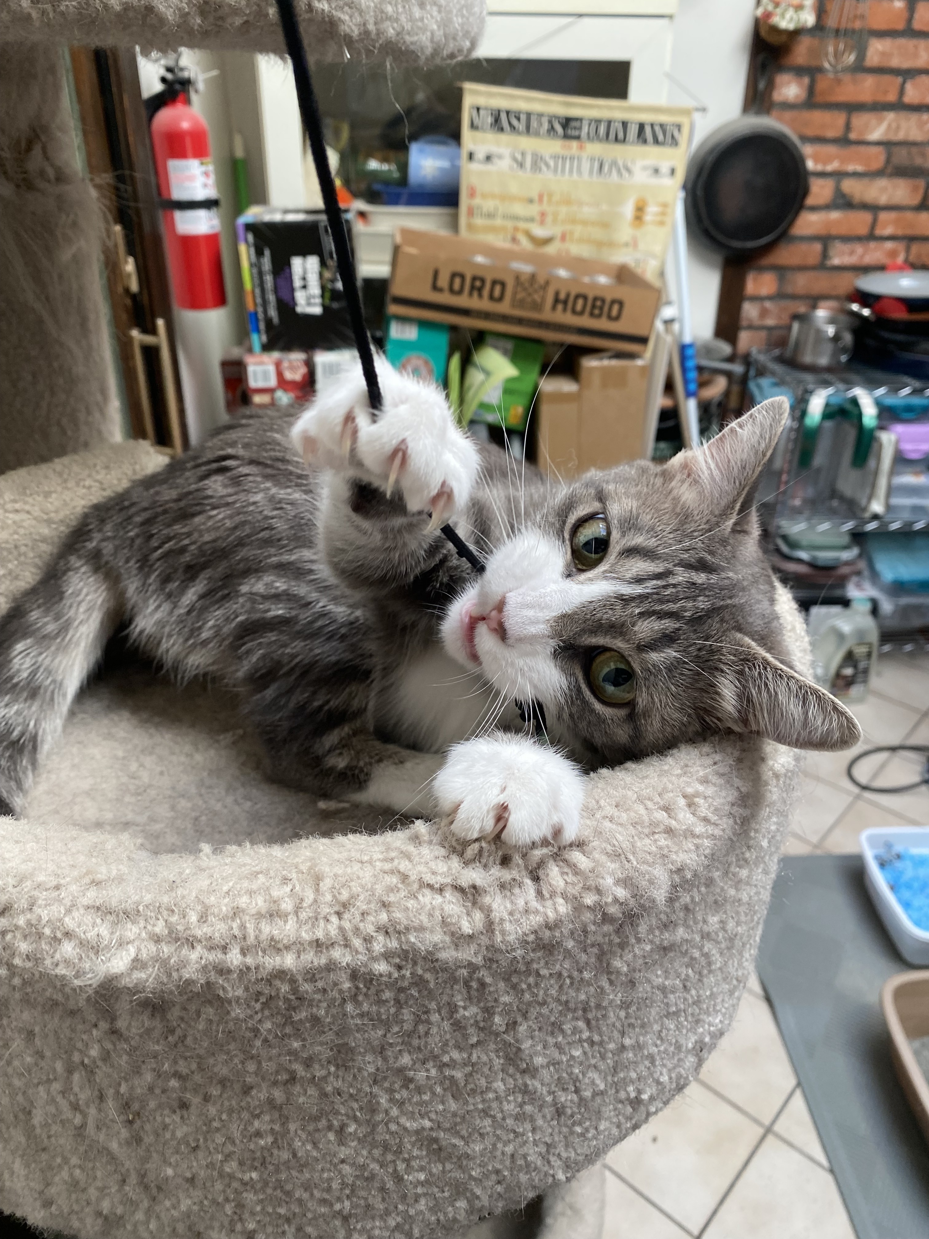 Three Puuurfect Babies 🐾