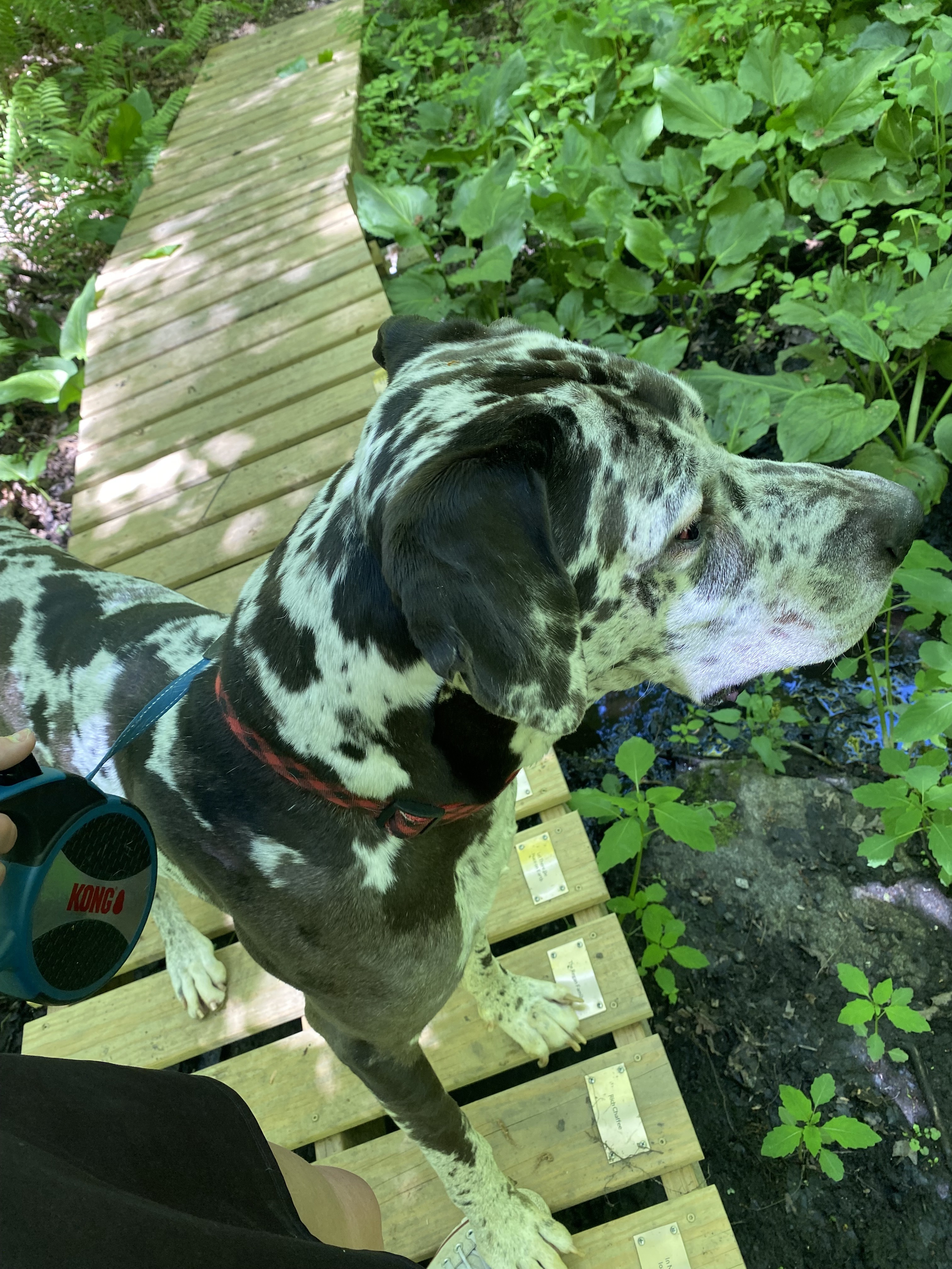 Squirrel Hunters 🐿️