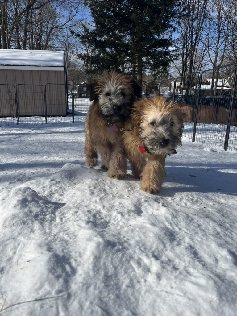 Puppy heaven !