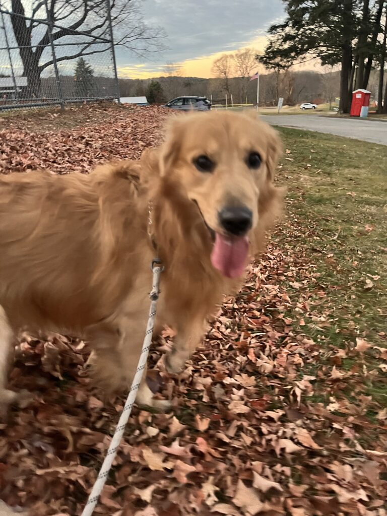 Pawfect afternoon
