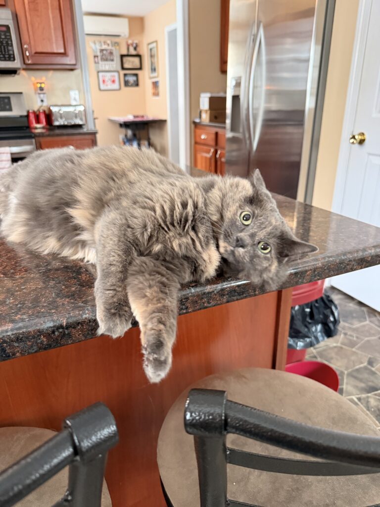 Purrrfect Morning
