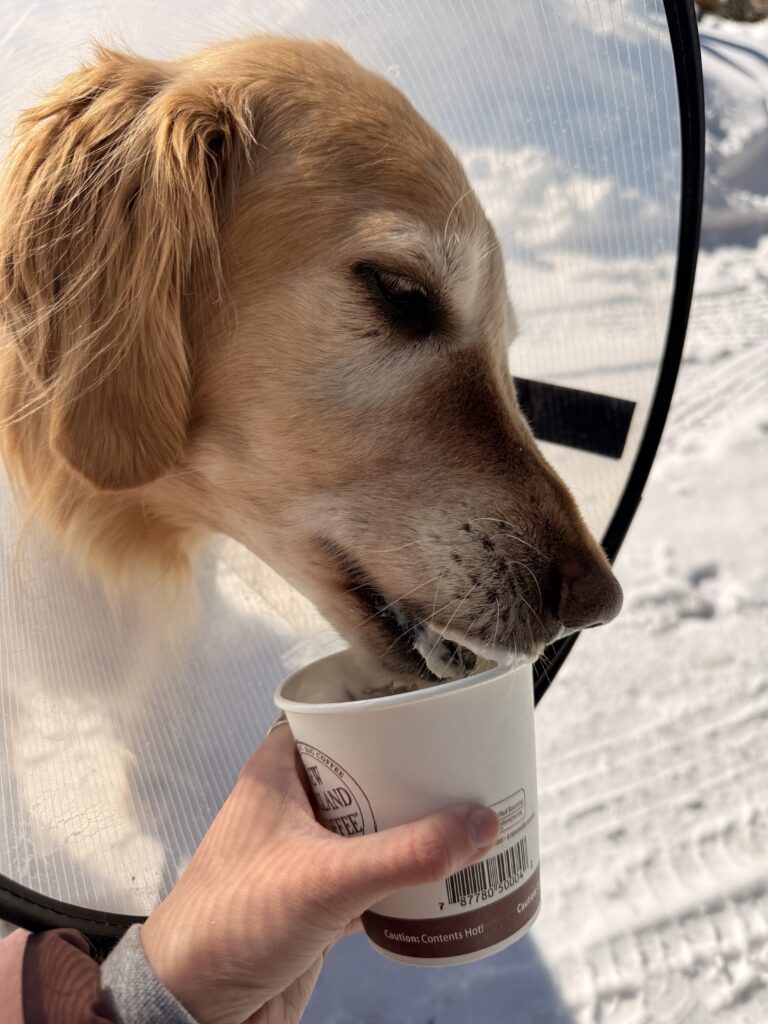 Pup Cup