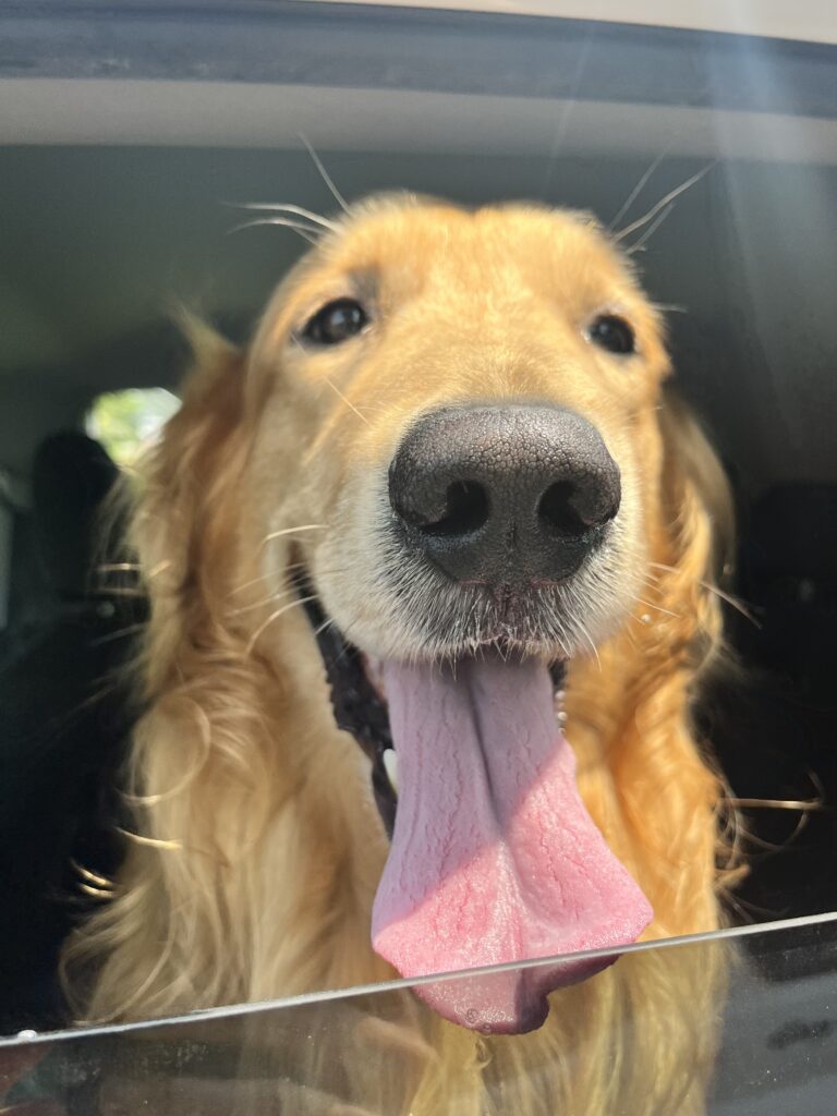 Maxwell Hitting His Max Energy