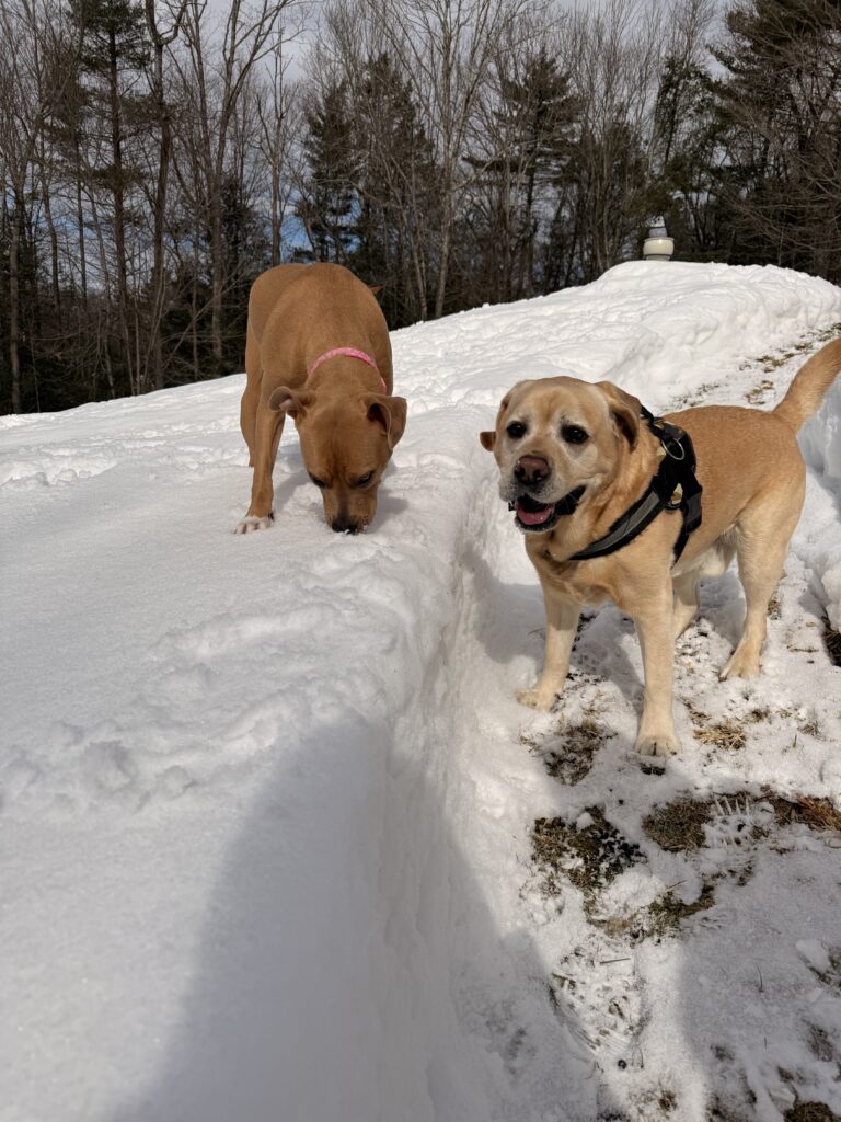 Dynamic Duo