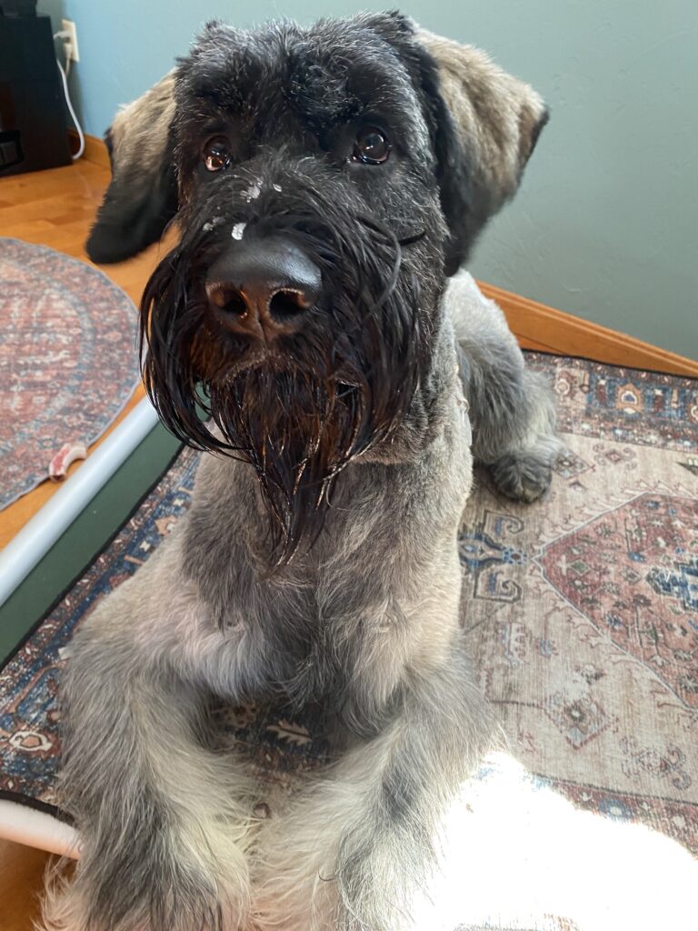 Waggy Tails To Wet Noses 🦴