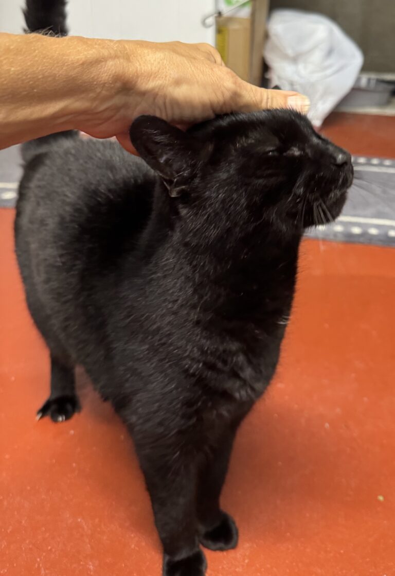 Sat-purr-day