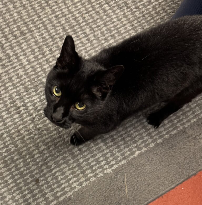 International Cat Day