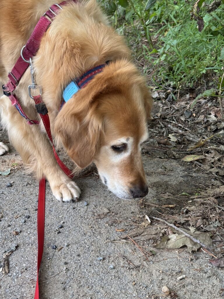 Monday Morning Sniff About 🐶
