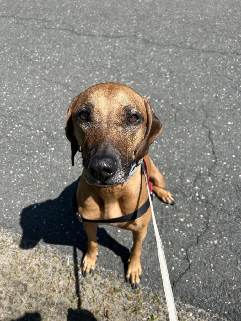 Mid Day Walk with Brienne