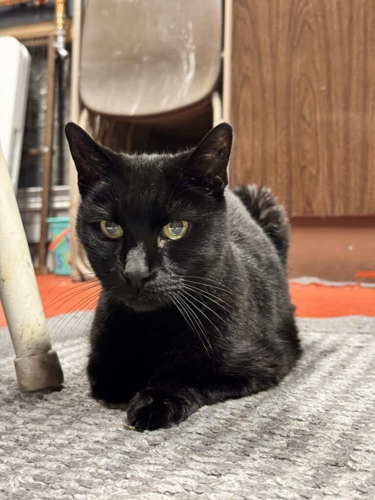 My Friend, Marley 🐈‍⬛
