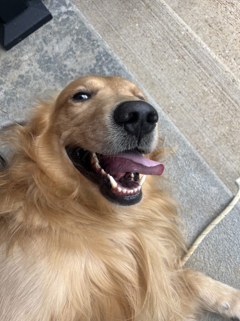 Pawfect Walk !
