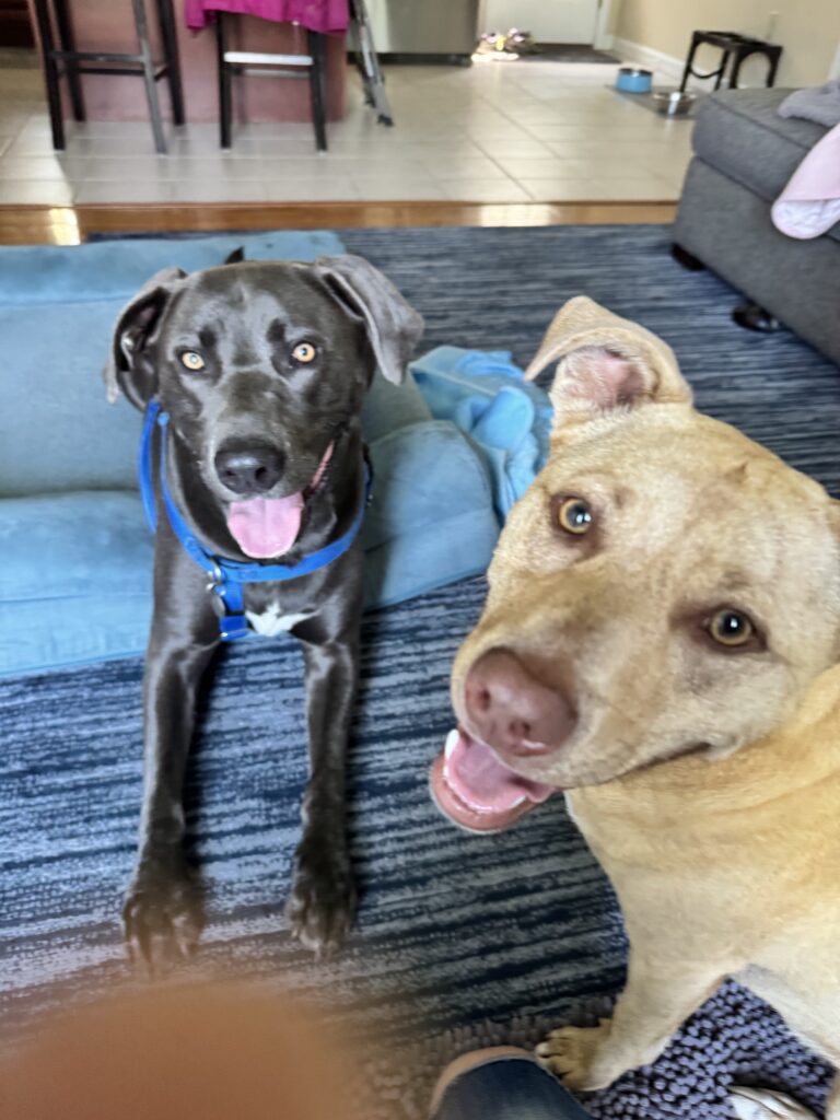 Lovely Pups 🐶💕